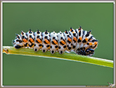 Chenille de Machaon